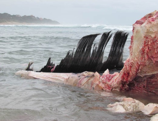 The lower jaw of the whale. Photo: Cliff Hatt