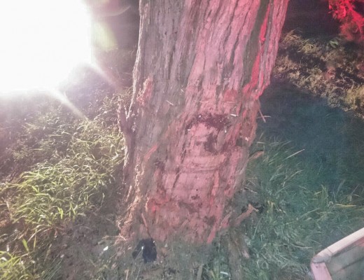 A car slammed into this tree. Photo: KZN EMS