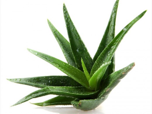 Just break off a piece and rub the aloe gel on an itchy mosquito bite for quick relief.