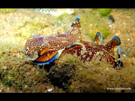One of the species of sea-slug resident to our coastline, known as 'philinopisis speciosa'.