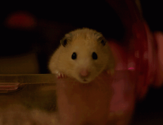 Who can resist a cuddly, cute hamster?