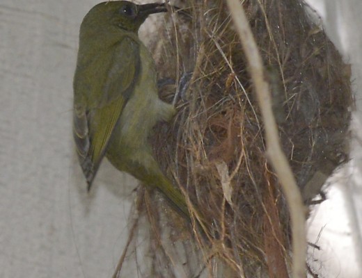 olive sunbird3