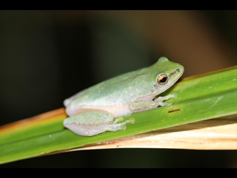 Relatively unknown to science, the rare Pickersgill's reed frog is native to this part of KwaZulu-Natal and a few have been found around Simbithi Eco-Estate in Ballito.
