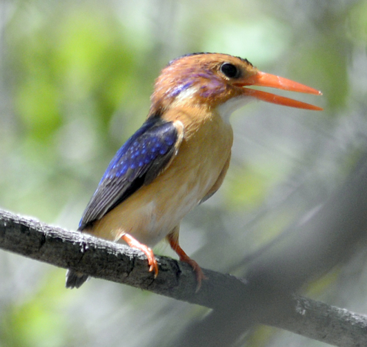 twobits.Kingfisher_A_16378_tn