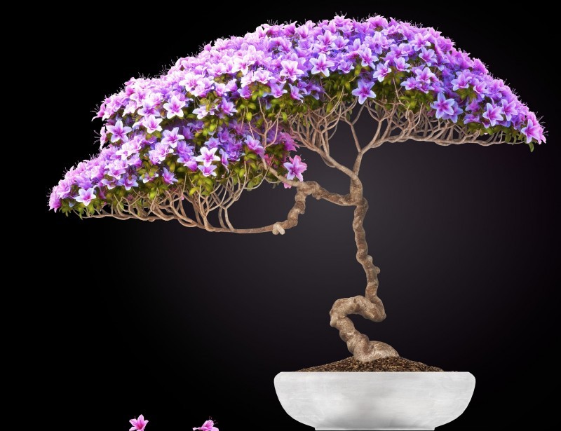 You will get a bonsai tree to begin this interesting hobby if you attend this event.
