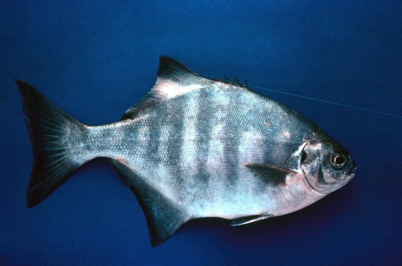 Stonebream (stinker). Photo: ORI