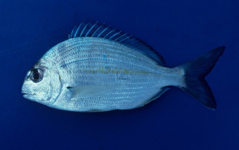 Cape stumpnose (silver bream). Photo: ORI