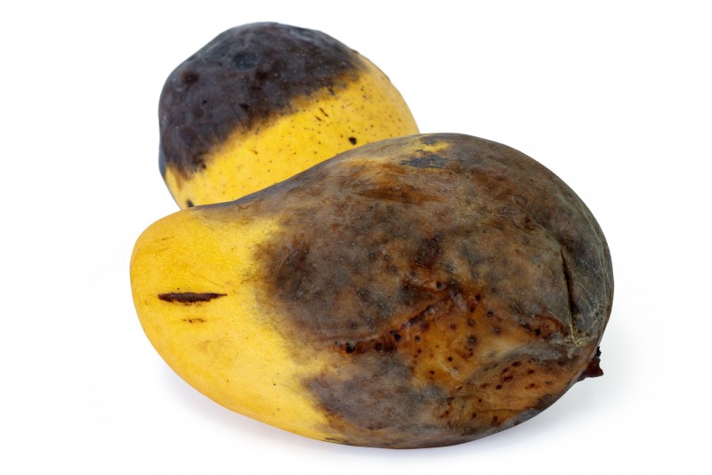 These over-ripe mangoes offer the perfect meal to a hungry monkey, and it keeps them from raiding your home.