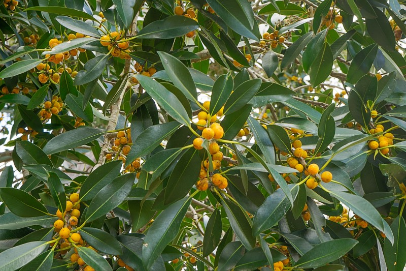 The Natal plum tree grows in abundance in the North Coast area and it bears enough fruit to keep monkeys fed for a lifetime.