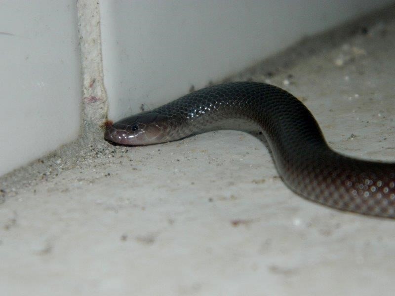 snake 3