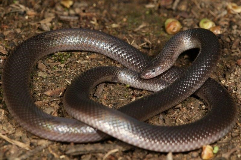 Southern Stiletto Snake. Photo: Nick Evans