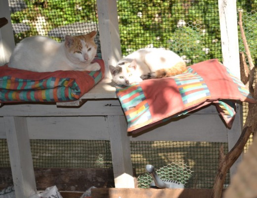 feral cats2 (Medium)