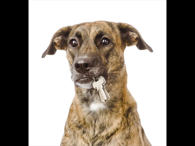petfriendlyaccomo_16554