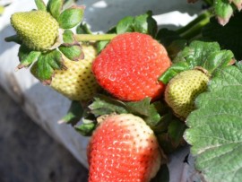 strawberry.farm.5 (Medium)