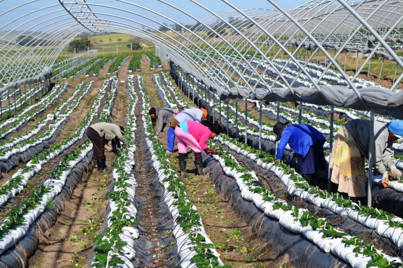 strawberry.farm.6 (Medium)