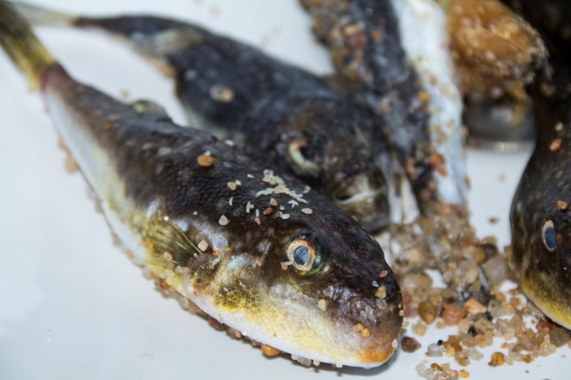 The dead puffer fish found on Zimbali beach is thought to be the reason the two dogs died after a walk on the beach. Photo: Jaqueline Herbst