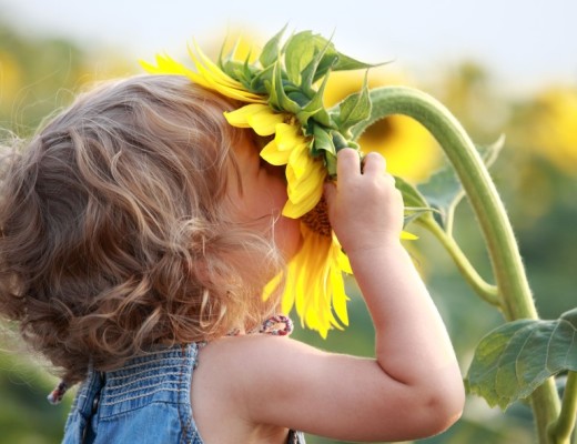 8786133 - cute child with sunflower in summer field