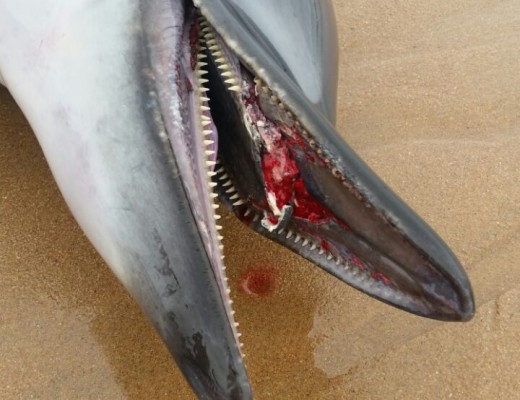 The dolphin suffered a broken jaw - which may have been why it was beaching itself.
