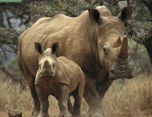 rhino