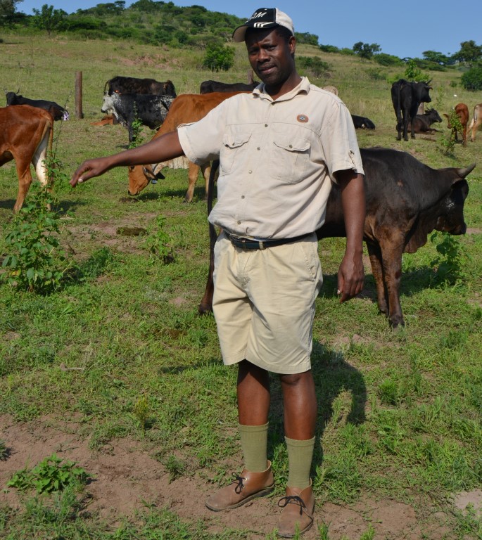 Agricultural Maphumulo stock farming3 (Medium)
