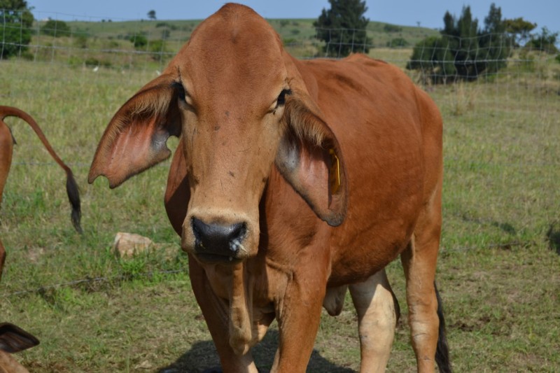 Agricultural Maphumulo stock farming6 (Medium)
