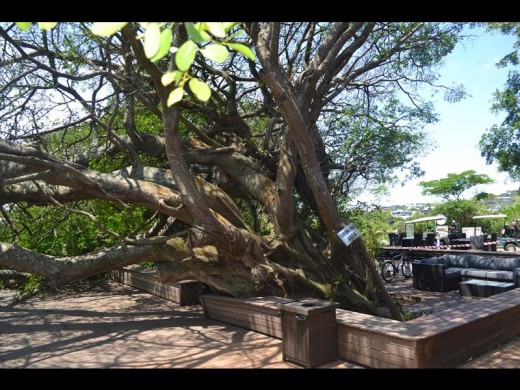 Golfers at Simbithi Country Club gad a surprise on Tuesday afternoon as the Fig tree in the restaurant came down.
