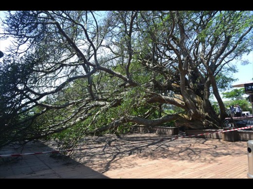 Simbithi Country Club's Fig tree fell down on Tuesday, causing a few minor scrapes.