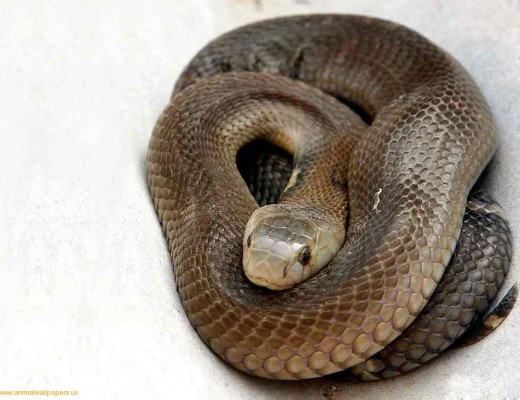 A Black Mamba (stock photo).