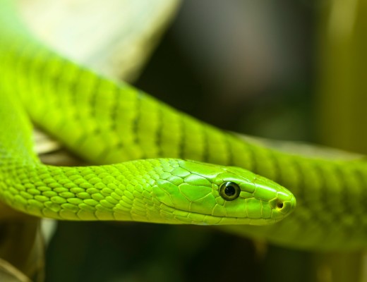 A Green Mamba.