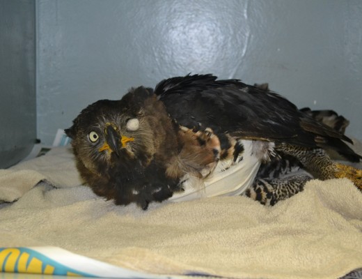 The juvenile Crowned Eagle recuperating at Ballito Vet after having steel pins inserted into its broken wing.