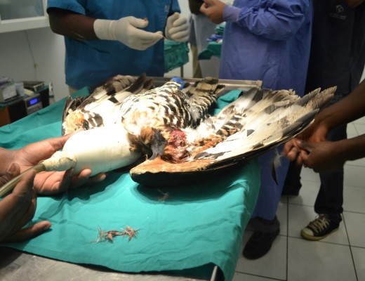 Veterinarians prepare to insert the steel pins into the Crowned Eagle's wing.