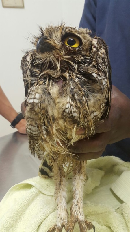 Eagle owl2