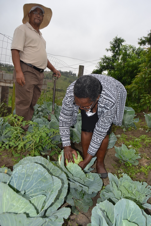 Nosipho Phiri getting her fresh cabbage from their home garden.