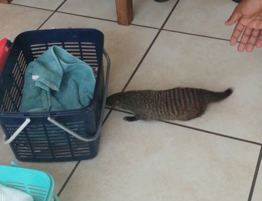Officers attempting to get a mongoose into the basket, after it was confiscated from its owners.
