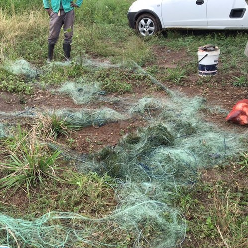 poachinggillnets_47952_tn