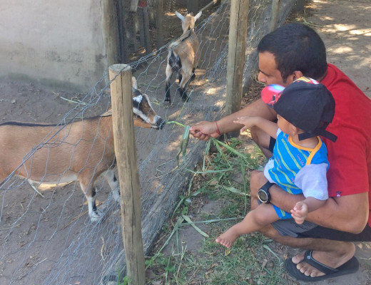 Jerone and Zyler (19 months) Govender feeding the goats at Burnedale.