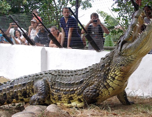 Crocodile creek