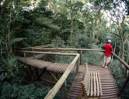 The aerial boardwalk allows for great animal spotting, so look out for butterflies, birds, chameleons and the odd blue duiker. Photo: Eshowe.com