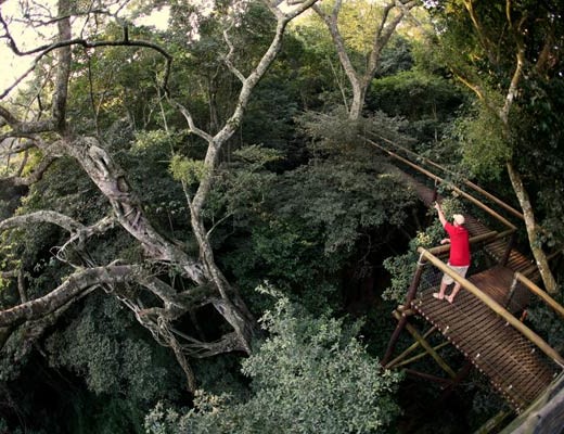 Dlinza-Forest-Aerial-Boardwalk-Eshowe