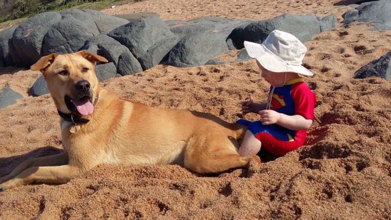 beach dog (Medium)