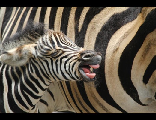The zebras are quite at home at Umlalazi Nature Reserve. Photo: Zululand Observer