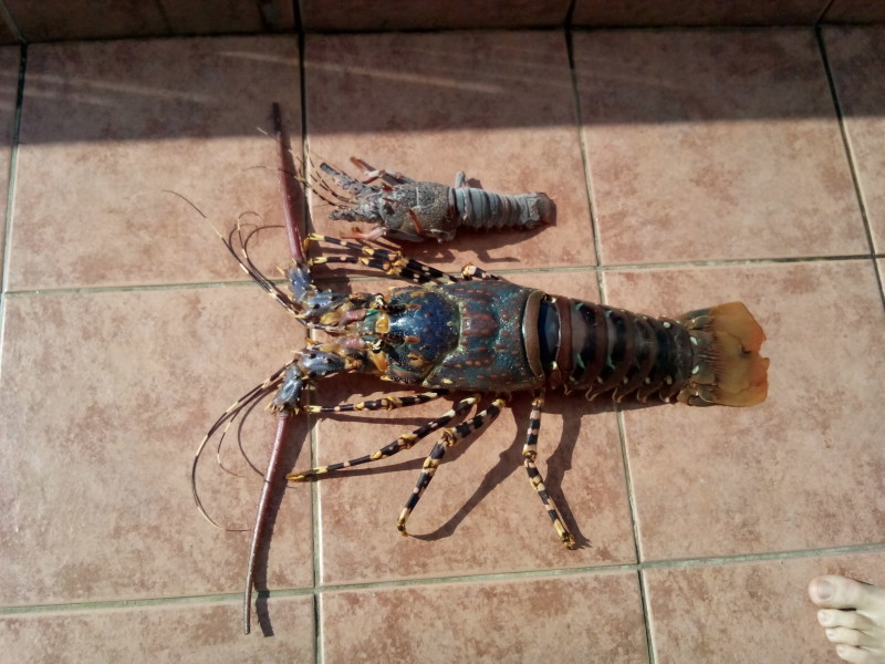 The monstrous lobster Anderson caught alongside a more typically sized example.