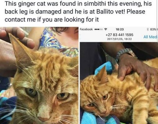 Elbie van der Bank rushed to the Ballito Vet to check on Tinto and his injured leg.