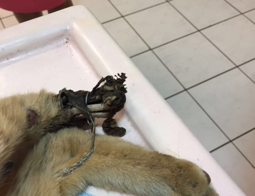 Tinto's mangled back leg which had to be amputated.