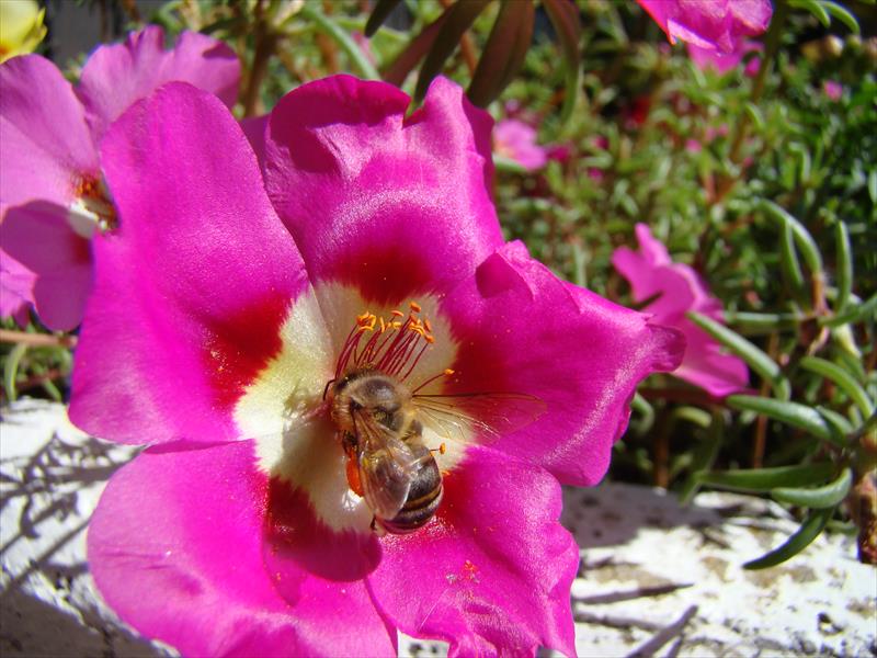 Bees are crazy for Portulaca flowers, however, an hour after pollination the flower dies.