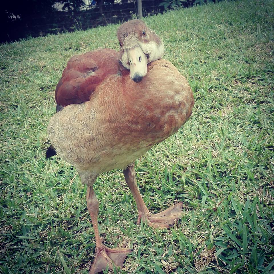 Feathers and Furballs