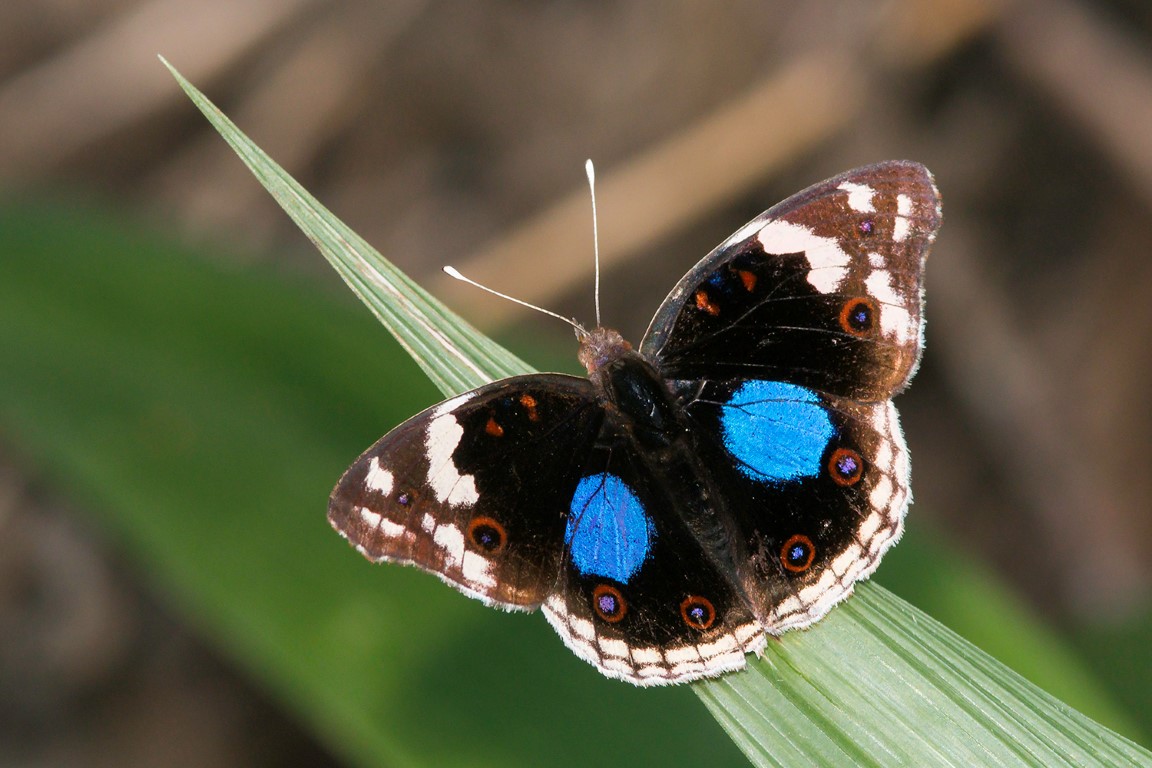 Ten magnificent butterflies of the Dolphin
