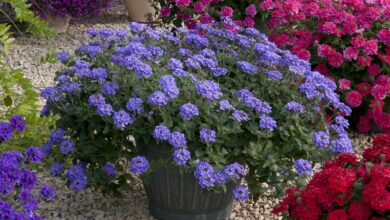 Alice Coetzee -05-08-2022 - gardening- we're planting verbena - photo 1