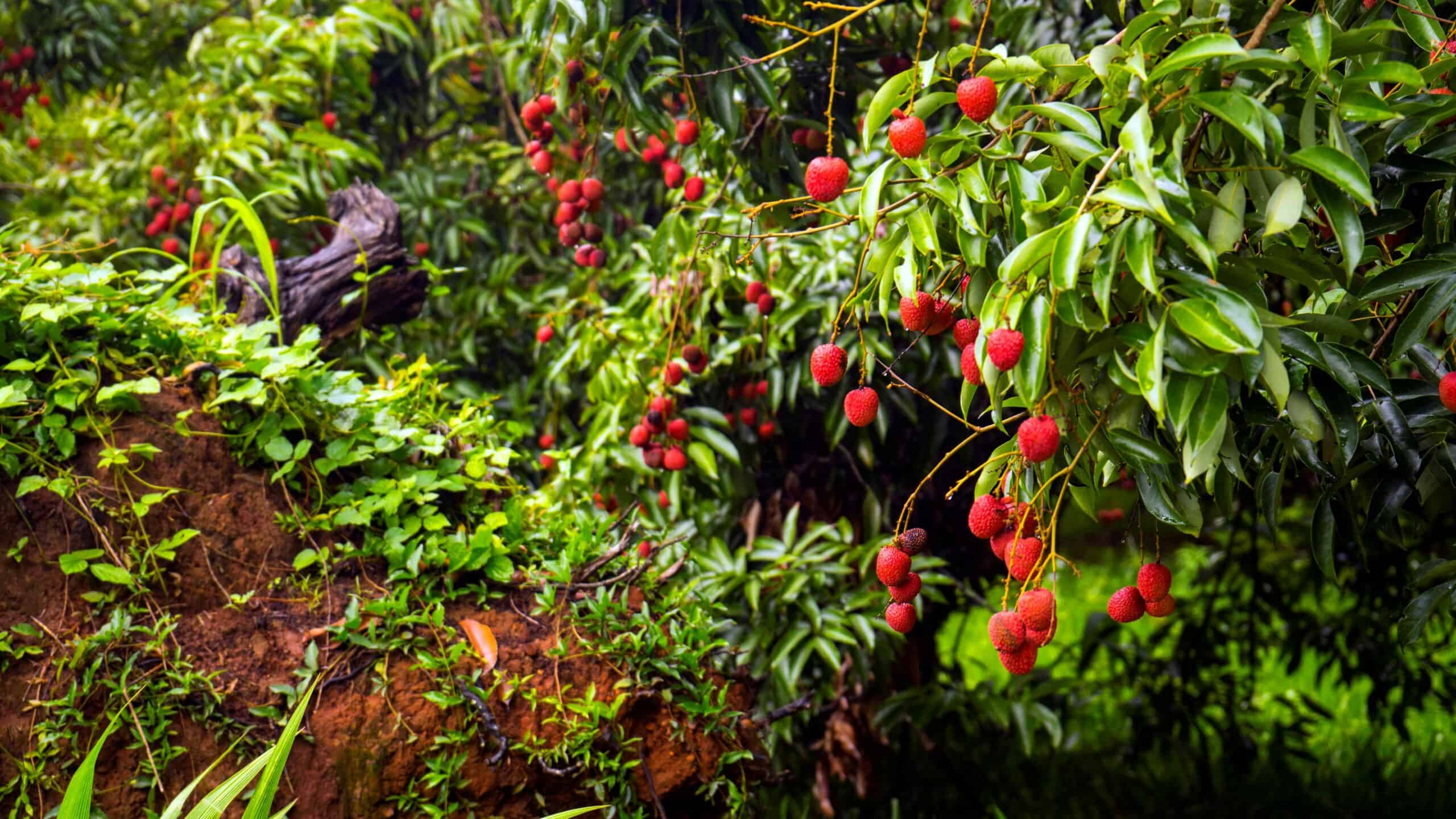 Litchi Picking Festival Durban December