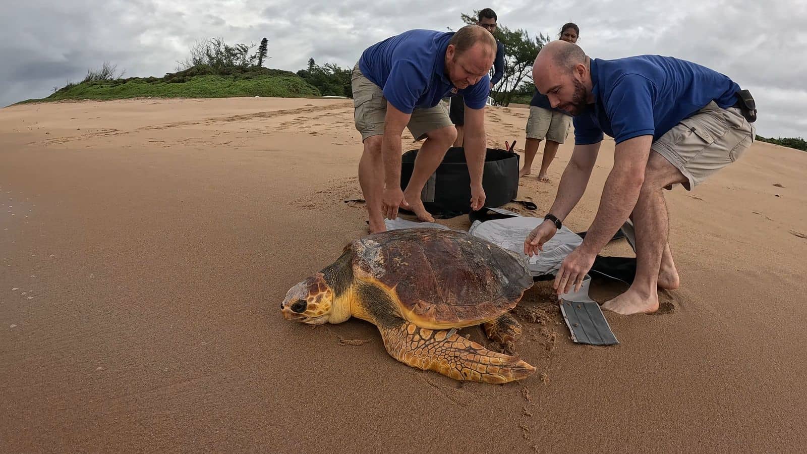 Rescued loggerhead turtle released back into the wild after rehab ...